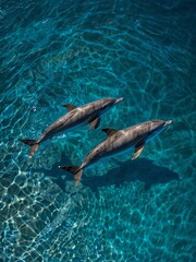 Fototapeta premium Dolphins swimming through tropical blue waters from above.