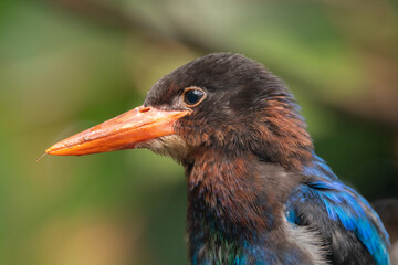 The Javan kingfisher (Halcyon cyanoventris), sometimes called the blue-bellied kingfisher or Java kingfisher