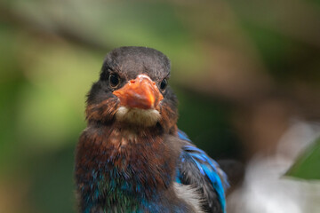 The Javan kingfisher (Halcyon cyanoventris), sometimes called the blue-bellied kingfisher or Java kingfisher