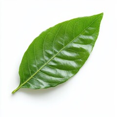 Obraz premium Closeup of a Single Lush Green Leaf with Vibrant Organic Tones and Textured Details