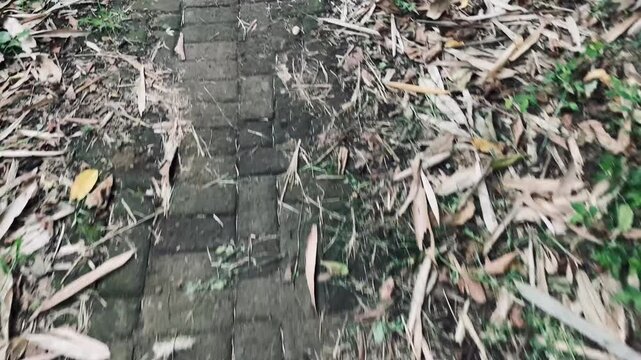 texture of a path in the forest