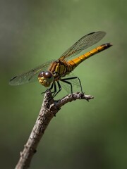 Dragonfly perched on a branch, macro shot.