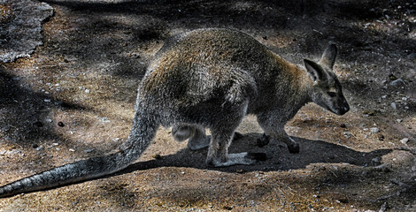 Bennett's wallaby male on the ground. Latin name - Macropus rufogriseus  © Mikhail Blajenov