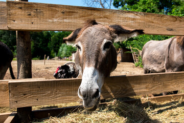 Donkey's head, with its long ears and shaggy fur, extending over a wooden fence as it reaches for a...