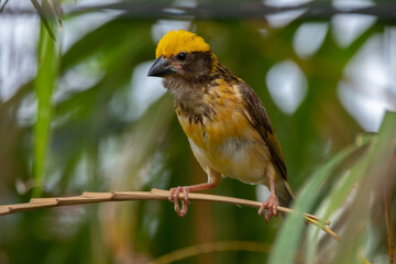 The Asian golden weaver (Ploceus hypoxanthus) is a species of bird in the family Ploceidae