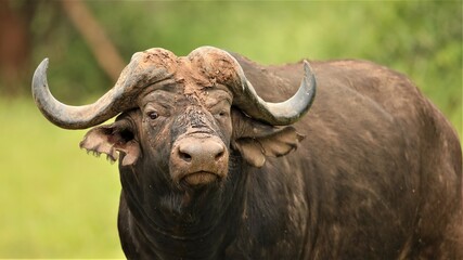African buffalo bull