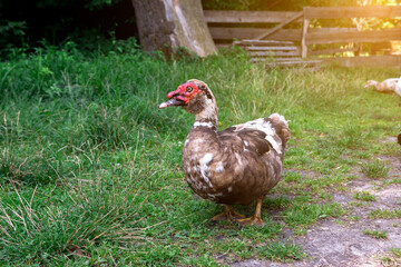 A Muscovy duck standing on a grassy area with a wooden fence and greenery in the background. The unique red caruncle on its face and the natural sunlight create an eye-catching, serene outdoor scene