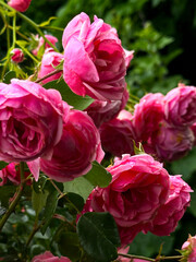pink rose buds in the park