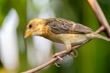 The Asian golden weaver (Ploceus hypoxanthus) is a species of bird in the family Ploceidae