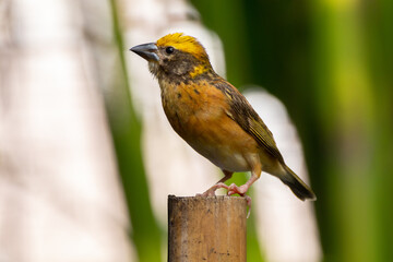 The Asian golden weaver (Ploceus hypoxanthus) is a species of bird in the family Ploceidae