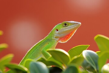 Fototapeta premium Crested Anoles Fighting-6202. Beautiful simple AI generated image