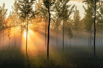 lumi&egrave;re &agrave; travers bois
