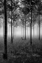 Fototapeta premium Chevreuil à travers bois