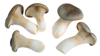 Fototapeta premium set of king oyster mushrooms isolated on white background.AI GENERATED