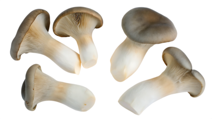set of king oyster mushrooms isolated on white  background.AI GENERATED
