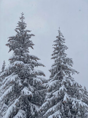 Snow-Covered Evergreens in Winter Landscape