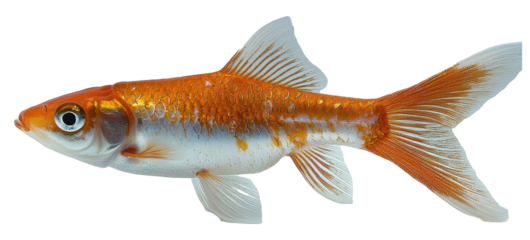 Orange Goldfish Aquatic Pet Colorful Fish Pond Fish Aquarium Fish Close up Isolated Detailed Side