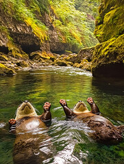 Two playful otters in the water.