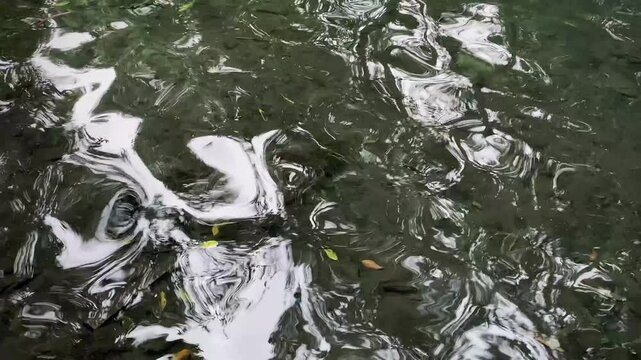 a clear and calm river in the forest