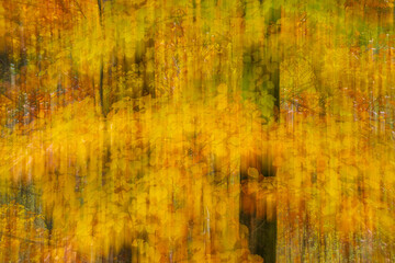 Colorful Fall Leaves in the Austrian woods.