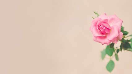 Pink rose in full bloom with vibrant green leaves against a beige background in a minimal...
