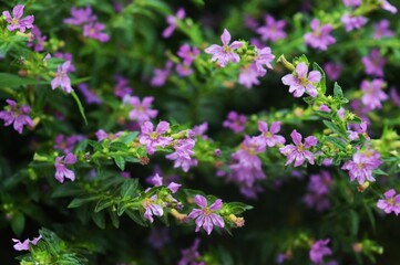 Fototapeta premium Cuphea hyssopifolia in the garden