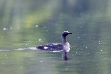 Blackthroated loon on the lake