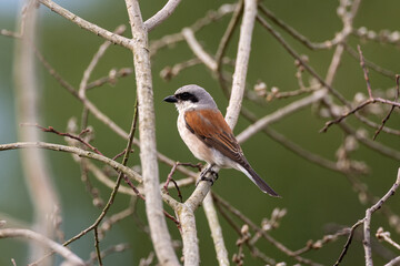 Red backed shrike on a branch