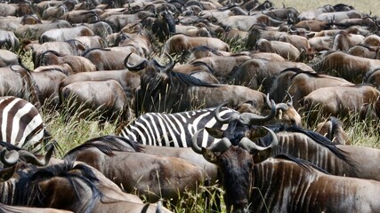 Migration of Zebra and Wildebeest