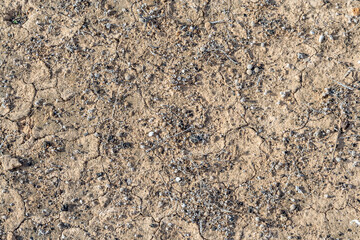 cracked loam at the coast with dried berries at the ground in the desert landscape in Lanzarote, symbolizing the dryness as background