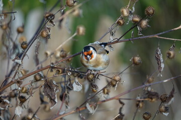 the beautiful European goldfinch (Carduelis carduelis)