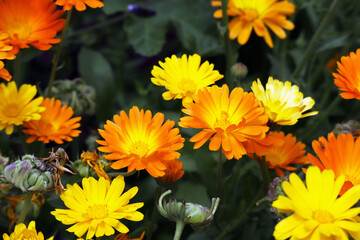 Ringelblume, Heilpflanze, Blumen, Blüten