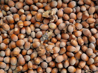 hazelnut - Ripe hazelnuts, perfect texture for fall designs and culinary projects.