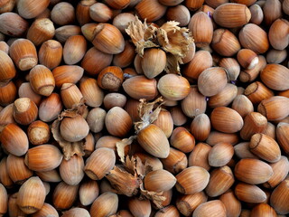 hazelnut - Ripe hazelnuts, perfect texture for fall designs and culinary projects.