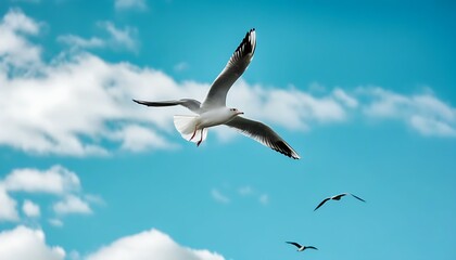 Obraz premium Seagull soaring gracefully in the sky