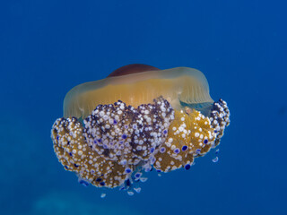 Cotylorhiza tuberculata, mediterranean jellyfish or fried egg jellyfish, is swimming in blue water