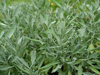 young sage plants covering an area. The green structure serves excellently as a background or texture, radiating freshness and natural beauty.