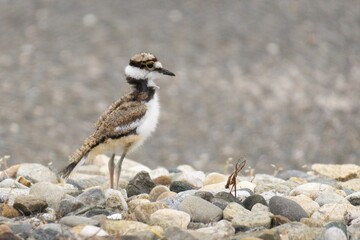 Baby killdeer