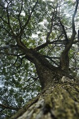 Fototapeta premium under the saman tree