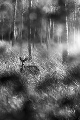 Chevreuil dans les bois © allfortof