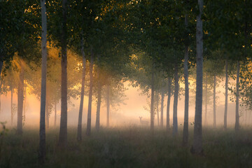 silhouette à travers bois © allfortof