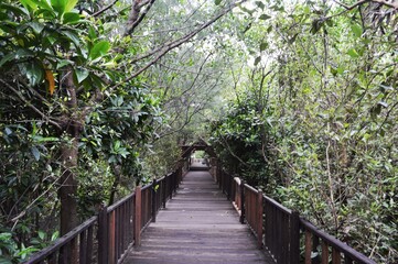 Obraz premium wooden deck as a path through the mangrove forest