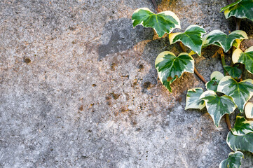 Ivy, climbing plants on a concrete background.