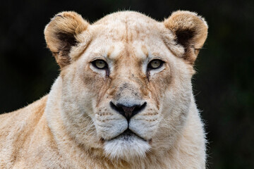 Portrait photo of a female adult lion / lioness face