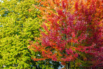 Red autumn trees in the park.