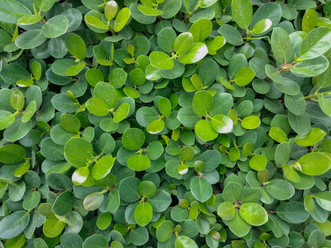 Beringin dolar (Ficus microcarpa) or  Green island banyan. top down view for abstract background