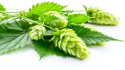 photo of green hop cones with leaves, isolated on a white background, studio shot