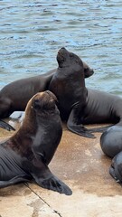 LOBOS MARINOS PUERTO MAR DEL PLATA