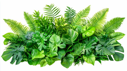 Tropical leaves foliage plant jungle bush floral arrangement nature backdrop isolated on white background, clipping path included