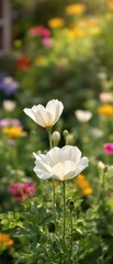 Obraz premium Beautiful close-up of white poppies in bloom against a blurred garden background, nature, flowers